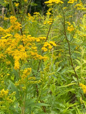 Solidago altissima 'nın 1 ila 2 metre arası sarı çiçekleri vardır. Bir bitki 1500 çiçek üretebilir.