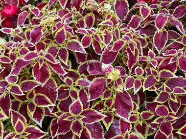 Koleus genellikle bordo, mor, turuncu, pembe, yeşil ve sarı tonlarında renklidir.