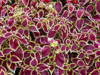 Koleus genellikle bordo, mor, turuncu, pembe, yeşil ve sarı tonlarında renklidir.