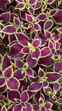 Koleus genellikle bordo, mor, turuncu, pembe, yeşil ve sarı tonlarında renklidir.