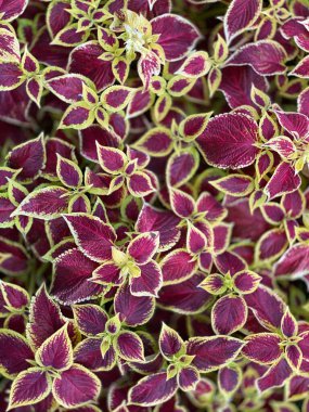 Koleus genellikle bordo, mor, turuncu, pembe, yeşil ve sarı tonlarında renklidir.