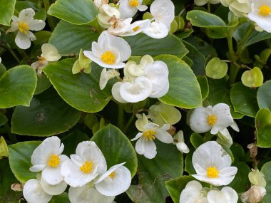 Begonya xsemperflorens-cultorum hort heybetli, kök üzerinde büyüyen beyaz çiçekler pembe ile kırmızı arasında