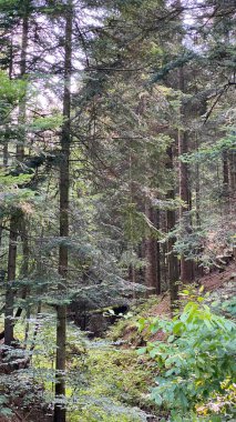 Rymanowa yakınlarındaki Podkarpacie 'deki kozalaklı orman