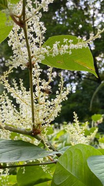 Uzun ömürlü balmumu bitkisi Reynoutria japonica, uzun ömürlü yeşil dallanma 3 metre yüksekliğe ulaşabilir.