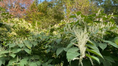 Uzun ömürlü balmumu bitkisi Reynoutria japonica, uzun ömürlü yeşil dallanma 3 metre yüksekliğe ulaşabilir.