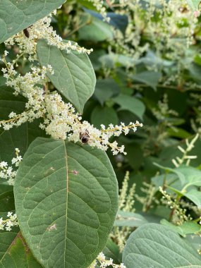 Uzun ömürlü balmumu bitkisi Reynoutria japonica, uzun ömürlü yeşil dallanma 3 metre yüksekliğe ulaşabilir.