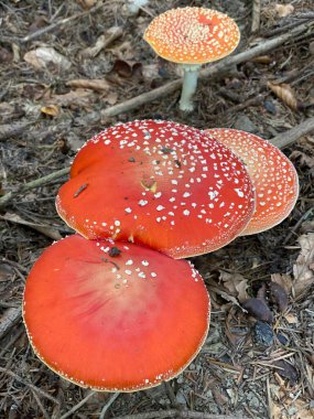Amanita muscaria mantar mantar mantarının adı birçok Avrupa dilinde böcek ilacı olarak bilinir.