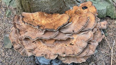 Daedalea quercina meşe ağacında yetişir ve nadiren diğer ağaç türlerinde yetişir.