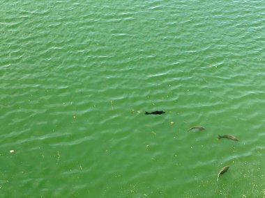 Solinski Gölü 'nde yüzen büyük sazan balığı.