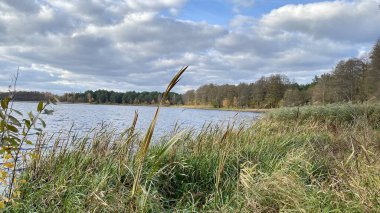 Wlodawa yakınlarındaki Glinki Gölü 'nde mavi bulutlu gökyüzü, kozalaklı ormanlarla çevrili.