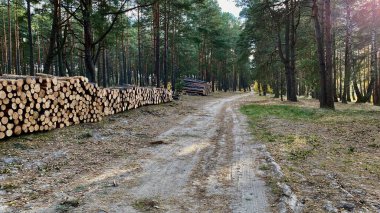 Çam ağacı ormandaki görünür büyüme halkalarını kesmiş.