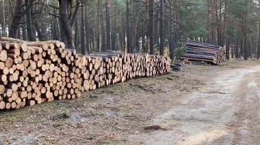 Çam ağacı ormandaki görünür büyüme halkalarını kesmiş.
