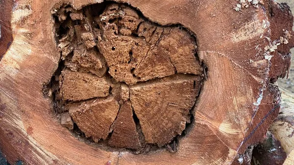 Pine Tree Felled Visible Growth Rings Stacked Forest — Stock Photo, Image