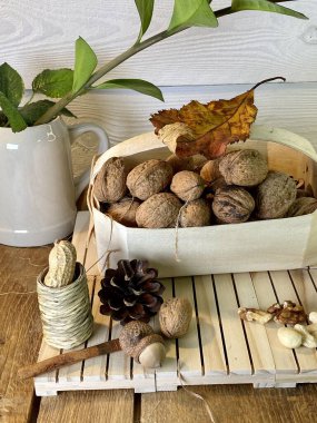 cevizler, meşe ağacının üzerinde duran paletlerin üzerinde bir sepetin içinde, görünen zamiakulka yaprakları ve arka planda çam ağacından yapılmış bir kupa, gri boyanmış.