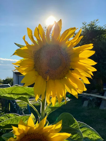 Garden Sunflowers Yellow One Hour Sunset — Stockfoto