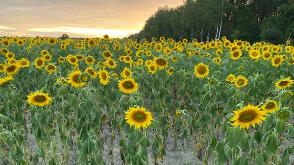 Golden Hour Sunflower Field Just Sunset Elephant Municipality Wlodawa — Zdjęcie stockowe