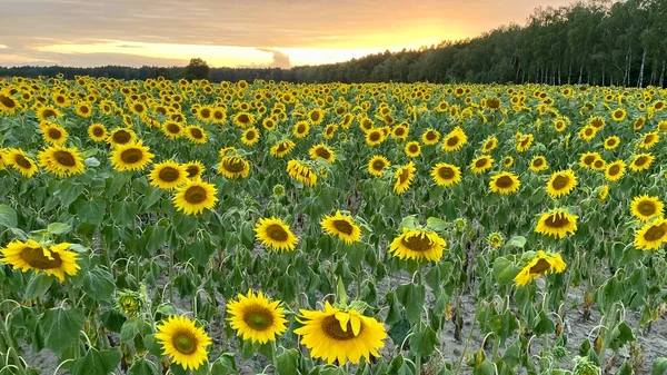 Golden Hour Sunflower Field Just Sunset Elephant Municipality Wlodawa — Foto de Stock