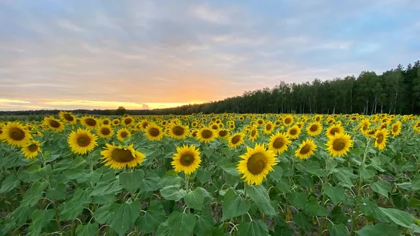 Golden Hour Sunflower Field Just Sunset Elephant Municipality Wlodawa — Zdjęcie stockowe