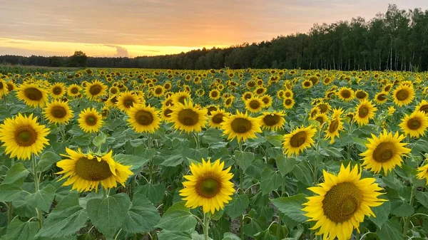 Golden Hour Sunflower Field Just Sunset Elephant Municipality Wlodawa — Zdjęcie stockowe