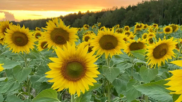 Golden Hour Sunflower Field Just Sunset Elephant Municipality Wlodawa — Zdjęcie stockowe