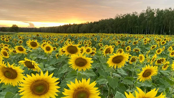 Golden Hour Sunflower Field Just Sunset Elephant Municipality Wlodawa — Stock Photo, Image