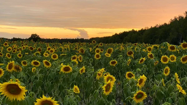 Golden Hour Sunflower Field Just Sunset Elephant Municipality Wlodawa — Zdjęcie stockowe