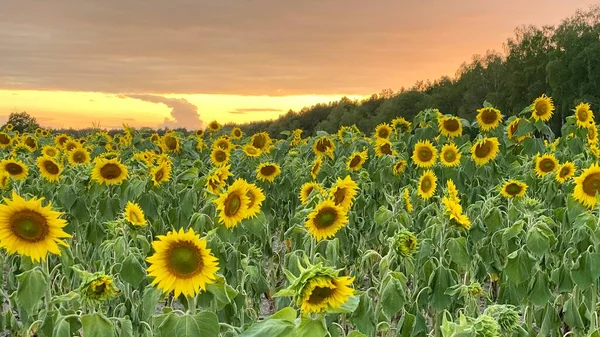 Golden Hour Sunflower Field Just Sunset Elephant Municipality Wlodawa — Zdjęcie stockowe