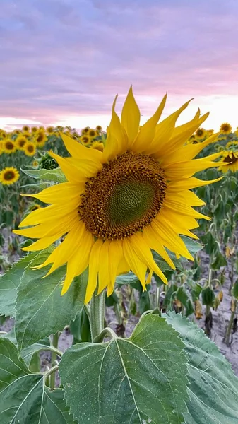 Golden Hour Sunflower Field Just Sunset Elephant Municipality Wlodawa — Foto de Stock
