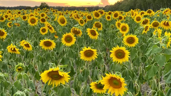 Golden Hour Sunflower Field Just Sunset Elephant Municipality Wlodawa — Zdjęcie stockowe