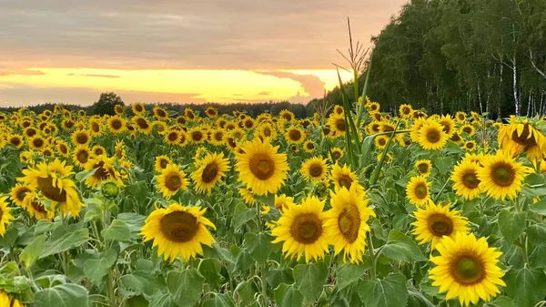 Golden Hour Sunflower Field Just Sunset Elephant Municipality Wlodawa — Fotografia de Stock