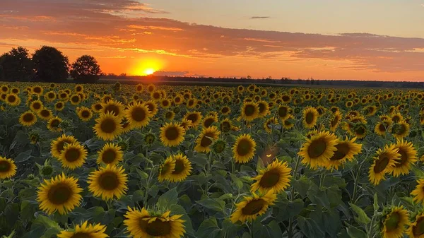 Golden Hour Sunflower Field Just Sunset Elephant Municipality Wlodawa — Stock fotografie