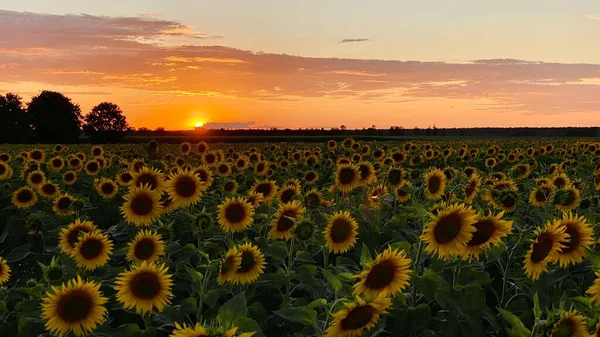 Golden Hour Sunflower Field Just Sunset Elephant Municipality Wlodawa — Zdjęcie stockowe