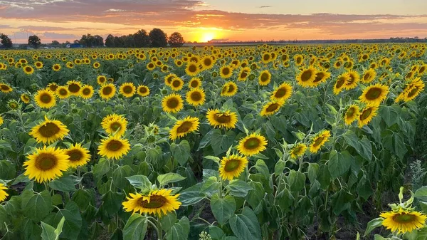 Golden Hour Sunflower Field Just Sunset Elephant Municipality Wlodawa — Stock fotografie