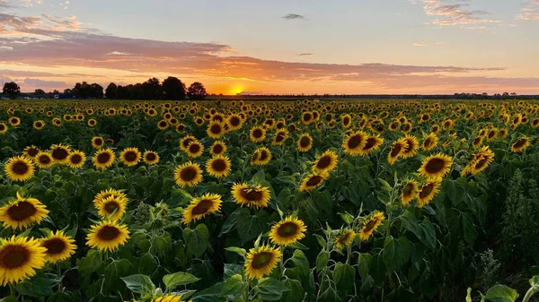 Golden Hour Sunflower Field Just Sunset Elephant Municipality Wlodawa — Zdjęcie stockowe