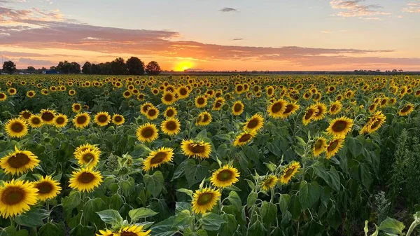 Golden Hour Sunflower Field Just Sunset Elephant Municipality Wlodawa — Stockfoto