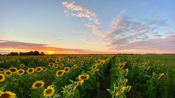 Golden Hour Sunflower Field Just Sunset Elephant Municipality Wlodawa — Stock fotografie