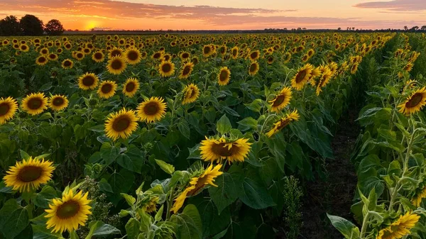 Golden Hour Sunflower Field Just Sunset Elephant Municipality Wlodawa — Foto de Stock