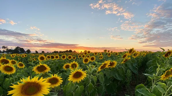 Golden Hour Sunflower Field Just Sunset Elephant Municipality Wlodawa — Stock Photo, Image