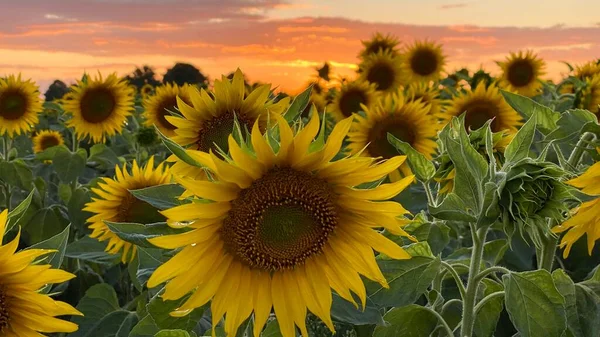 Golden Hour Sunflower Field Just Sunset Elephant Municipality Wlodawa — Stockfoto