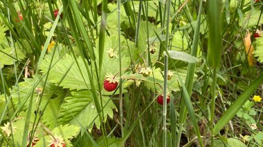 wild strawberries growing in vicinity of Wlodawa Poland in high grass in forest