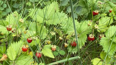 wild strawberries growing in vicinity of Wlodawa Poland in high grass in forest