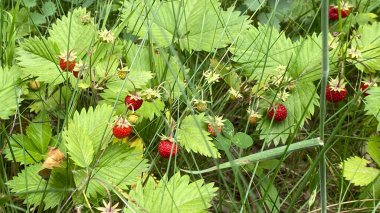 wild strawberries growing in vicinity of Wlodawa Poland in high grass in forest