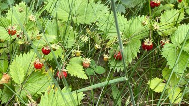 wild strawberries growing in vicinity of Wlodawa Poland in high grass in forest