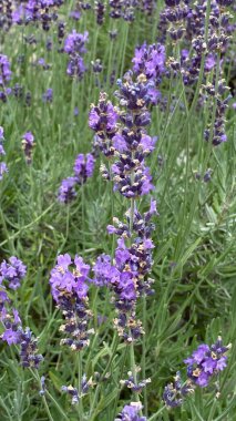 flowers of narrow-leaved lavender of purple color long stems narrow leaves