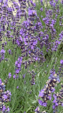 flowers of narrow-leaved lavender of purple color long stems narrow leaves
