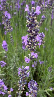 flowers of narrow-leaved lavender of purple color long stems narrow leaves