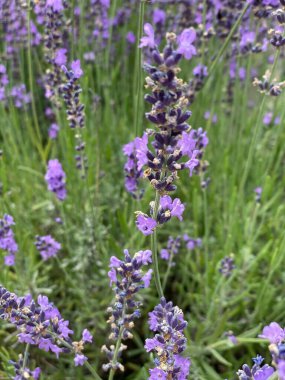 flowers of narrow-leaved lavender of purple color long stems narrow leaves