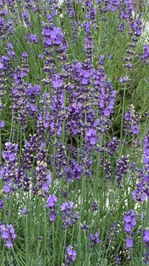 flowers of narrow-leaved lavender of purple color long stems narrow leaves