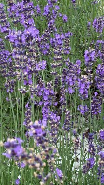 flowers of narrow-leaved lavender of purple color long stems narrow leaves