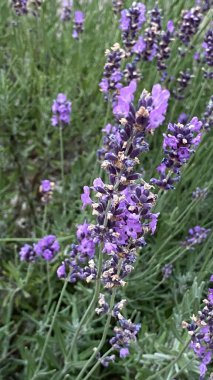 flowers of narrow-leaved lavender of purple color long stems narrow leaves